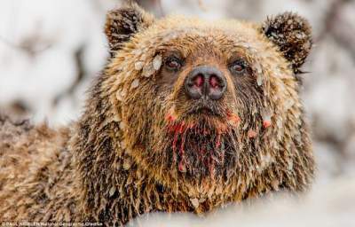Фотограф показал жизнь канадских и арктических медведей. Фото