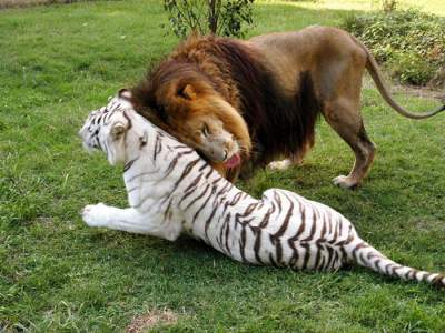  Необычная дружба льва и тигрицы-альбиноса. Фото