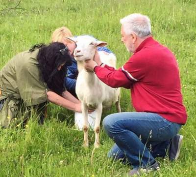 Лолита Милявская впервые подоила козу