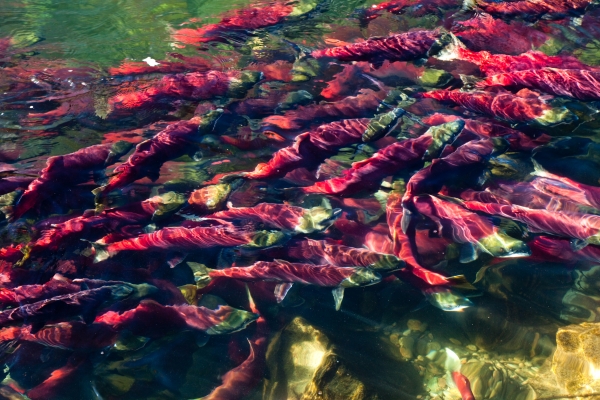 Как тихоокеанские лососи накапливают пестициды