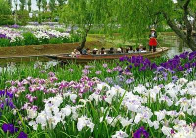 Суйго Савара: Водный сад ирисов в Японии. Фото