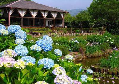 Суйго Савара: Водный сад ирисов в Японии. Фото