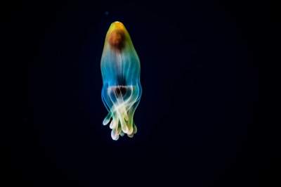 Фотограф показал подводную жизнь в макроснимках. Фото
