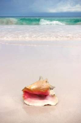 Розовые пляжи на Багамах на острове Харбор. Фото