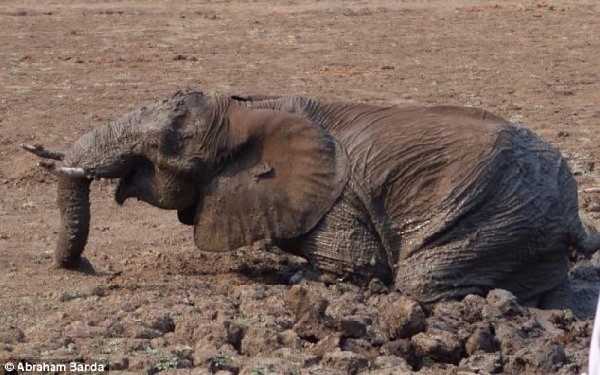 Они увидели слоненка и его мать, умирающих в грязи...