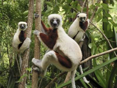 Чудеса природы, которые можно встретить лишь на Мадагаскаре. Фото