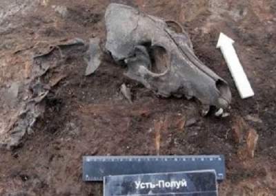 Кладбище собак, которому 2 тысячи лет, обнаружено в Сибири