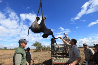 Особенности перевозки слонов: подборка любопытных кадров. Фото
