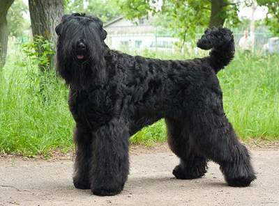 Собаки-гиганты: самые крупные породы. Фото