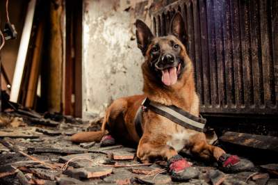 Лучшие снимки собак с конкурса Kennel Club Dog Photographer. Фото