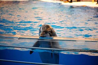 Эти удивительные дельфины. Фото