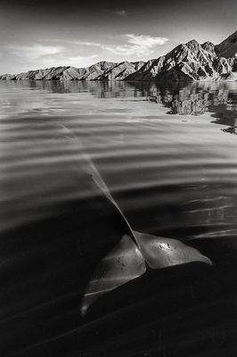 Фотограф делает портреты китов и дельфинов. Фото