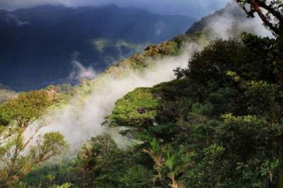 Топ-10 самых больших и неизведанных лесов на планете. Фото