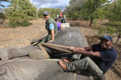 Особенности перевозки слонов: подборка любопытных кадров. Фото