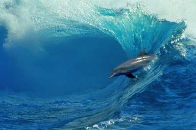 Эти удивительные дельфины. Фото