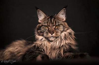 Самые большие кошки в работах польского фотографа. Фото