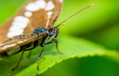Мир насекомых на макроснимках талантливого фотографа. Фото