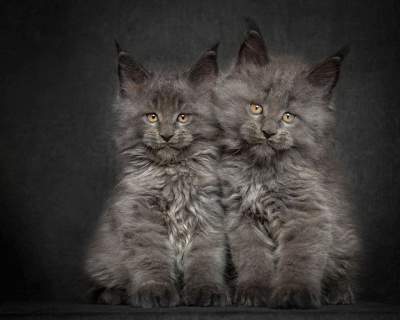 Самые большие кошки в работах польского фотографа. Фото