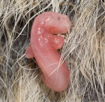 Уникальные кадры диких животных в утробе матери. Фото