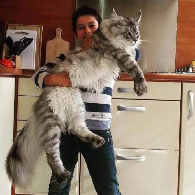 Гигантские кошки, удивляющие своими размерами. Фото