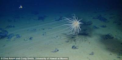 Океанологи нашли на дне Тихого океана неизвестные существа. Фото