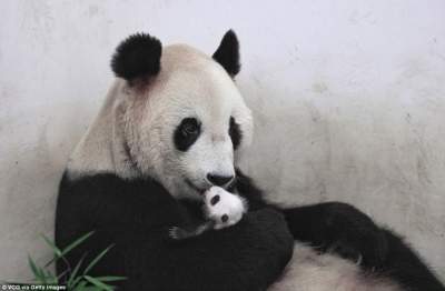 Маленькая панда из Шанхая, которой только месяц. Фото 