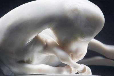 Уникальные кадры диких животных в утробе матери. Фото