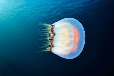 Завораживающие снимки «королев»  подводного мира. Фото