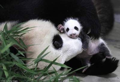 Маленькая панда из Шанхая, которой только месяц. Фото 