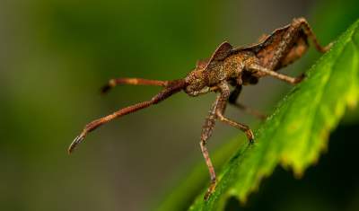 Мир насекомых на макроснимках талантливого фотографа. Фото