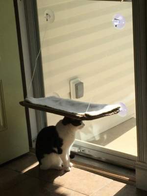 Снимки доказывающие, что кошки живут по своим правилам. Фото