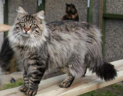 Гигантские кошки, удивляющие своими размерами. Фото