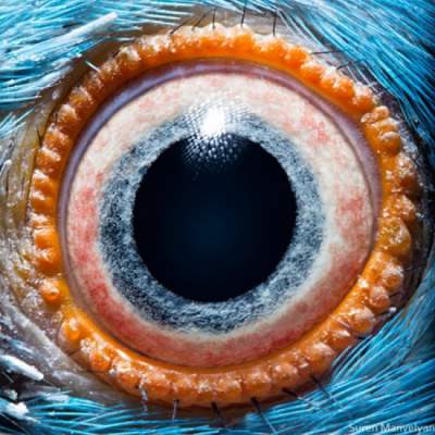 Глаза животных на макроснимках Сурена Манвеляна. Фото