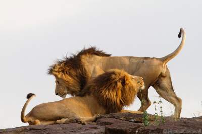  Фотограф показал величие африканского сафари. Фото