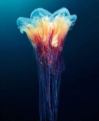 Завораживающие снимки «королев»  подводного мира. Фото