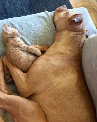 Милая дружба питбуля и котенка. Фото