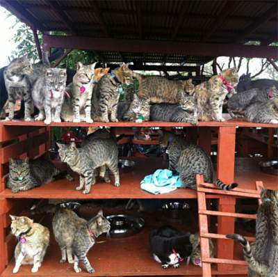 Увлекательное путешествие на гавайский остров кошек. Фото