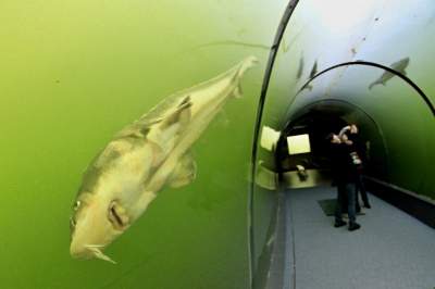 Уникальный стеклянный туннель на дне озера. Фото