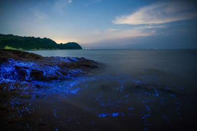 Завораживающее зрелище: волшебные огоньки на побережье Японии. Фото