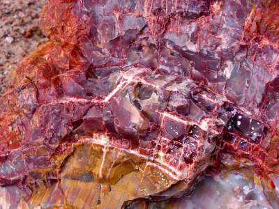 Красота, застывшая в камне: окаменевший лес Аризоны. Фото