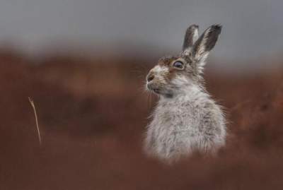 Лучшие снимки на фотоконкурсе British Wildlife Photographer of the Year. Фото