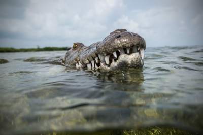 Подводная жизнь крокодилов в работах талантливого фотографа. Фото