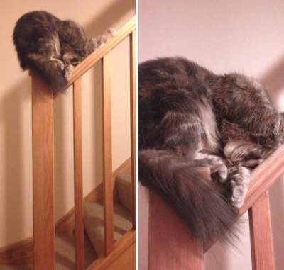 Оказывается, коты могут спать где угодно и как угодно. Фото
