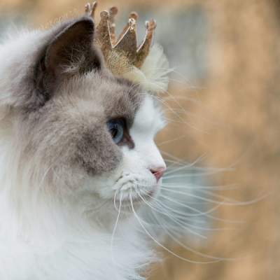 Кошка Аврора покорила мир своей красотой. Фото