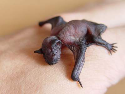 Трогательные снимки новорожденных животных. Фото