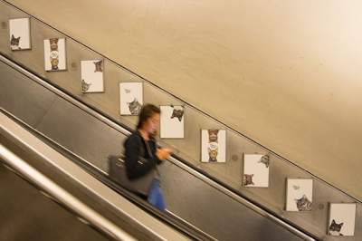 На лондонской на станции метро вместо рекламы повесили котов