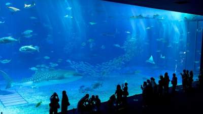 Так выглядят самые большие аквариумы в мире. Фото