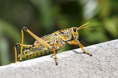 Эти насекомые существенно портят людям жизнь. Фото