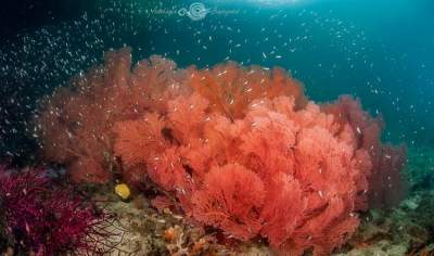 Исчезающая красота коралловых рифов. Фото