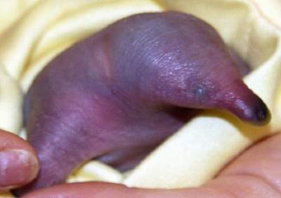 Трогательные снимки новорожденных животных. Фото